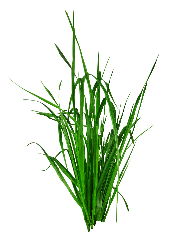 Grass Clippings &amp; Leaves